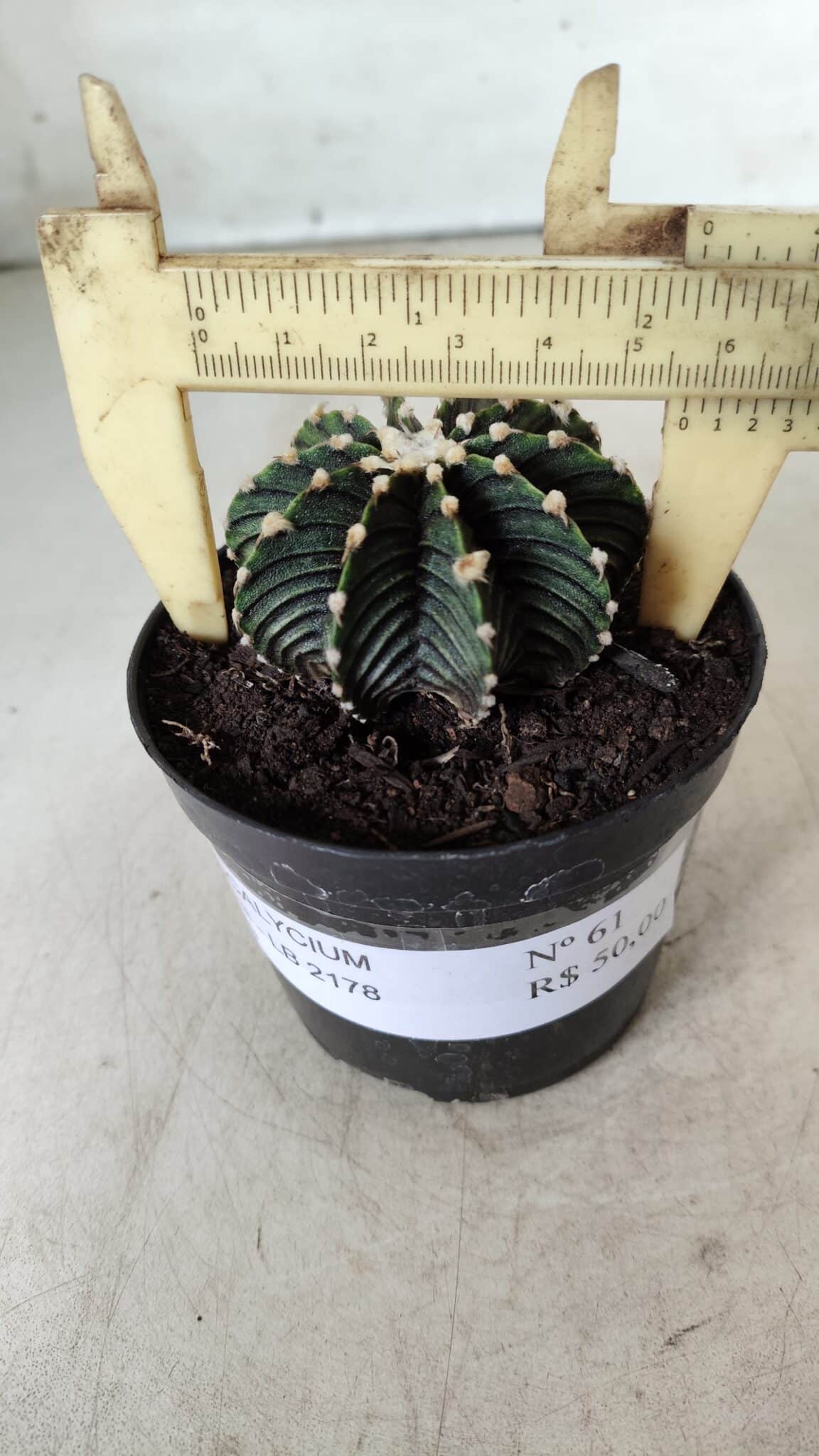 GYMNOCALYCIUM Friedrichii LB 2178 - Nº 61 – vaso 09