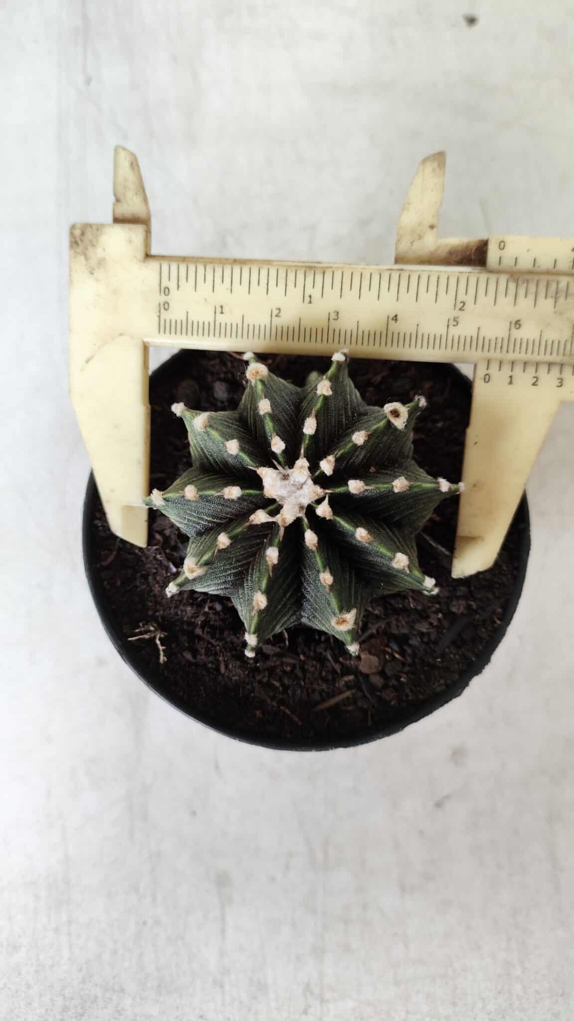GYMNOCALYCIUM Friedrichii LB 2178 - Nº 61 – vaso 09