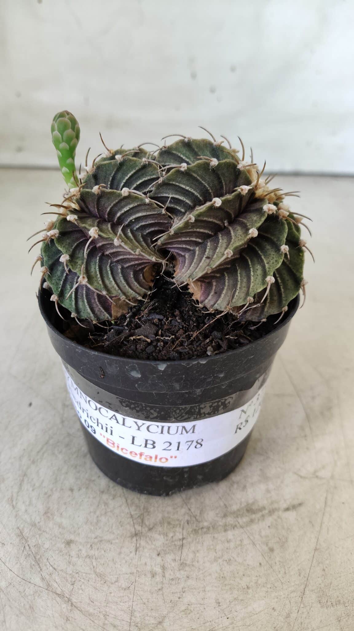 GYMNOCALYCIUM Friedrichii LB 2178 "BICÉFALO" - Nº 375  – vaso 09