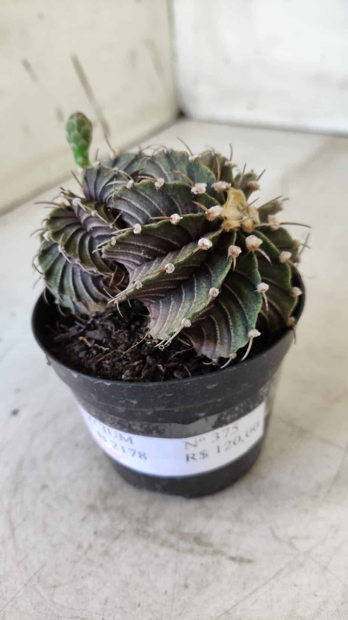GYMNOCALYCIUM Friedrichii LB 2178 "BICÉFALO" - Nº 375  – vaso 09