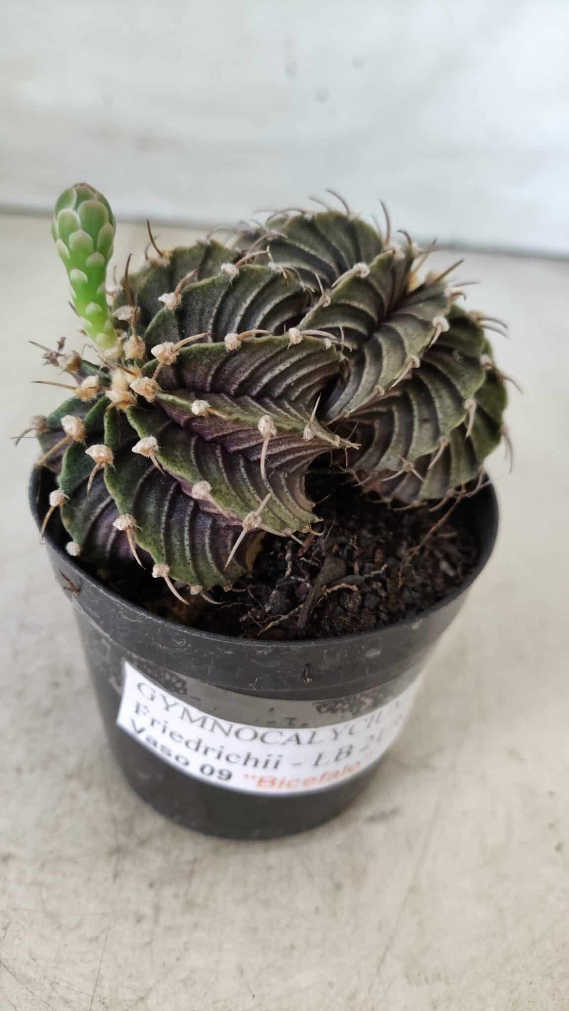 GYMNOCALYCIUM Friedrichii LB 2178 "BICÉFALO" - Nº 375  – vaso 09