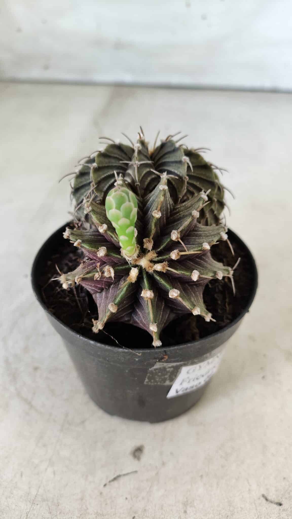 GYMNOCALYCIUM Friedrichii LB 2178 "BICÉFALO" - Nº 375  – vaso 09