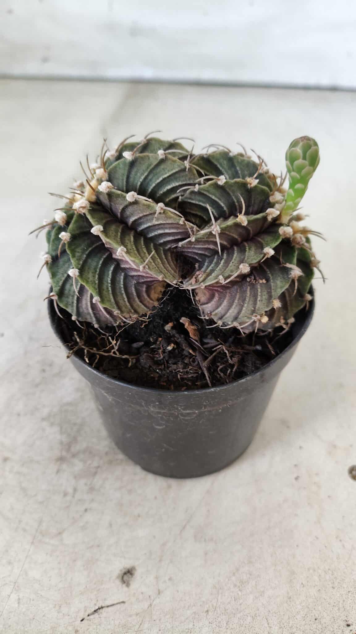 GYMNOCALYCIUM Friedrichii LB 2178 "BICÉFALO" - Nº 375  – vaso 09