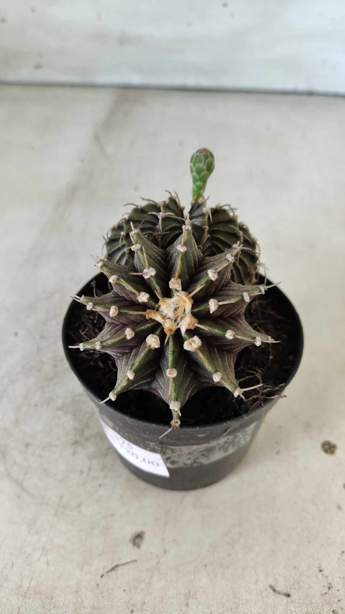 GYMNOCALYCIUM Friedrichii LB 2178 "BICÉFALO" - Nº 375  – vaso 09