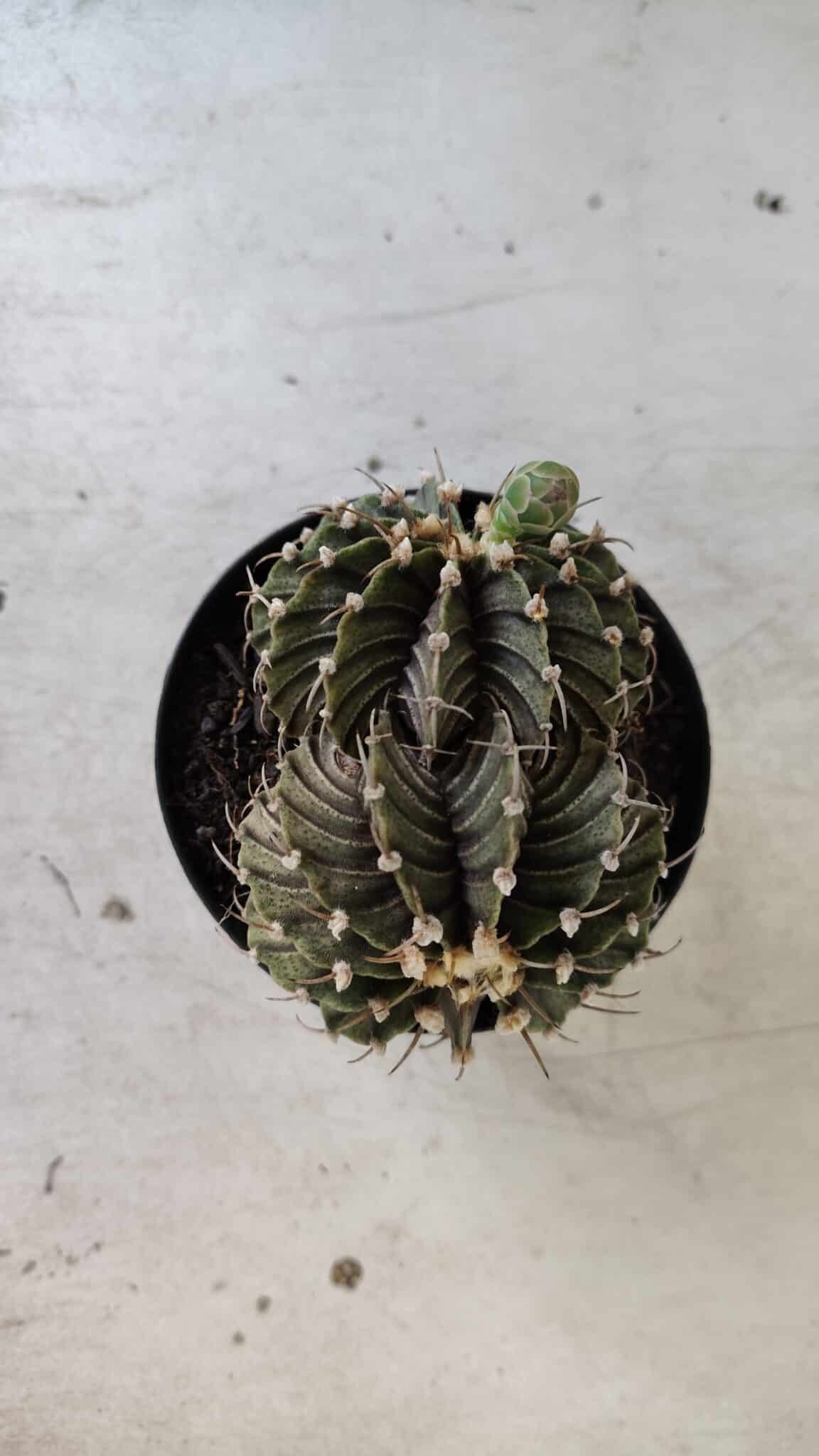 GYMNOCALYCIUM Friedrichii LB 2178 "BICÉFALO" - Nº 375  – vaso 09