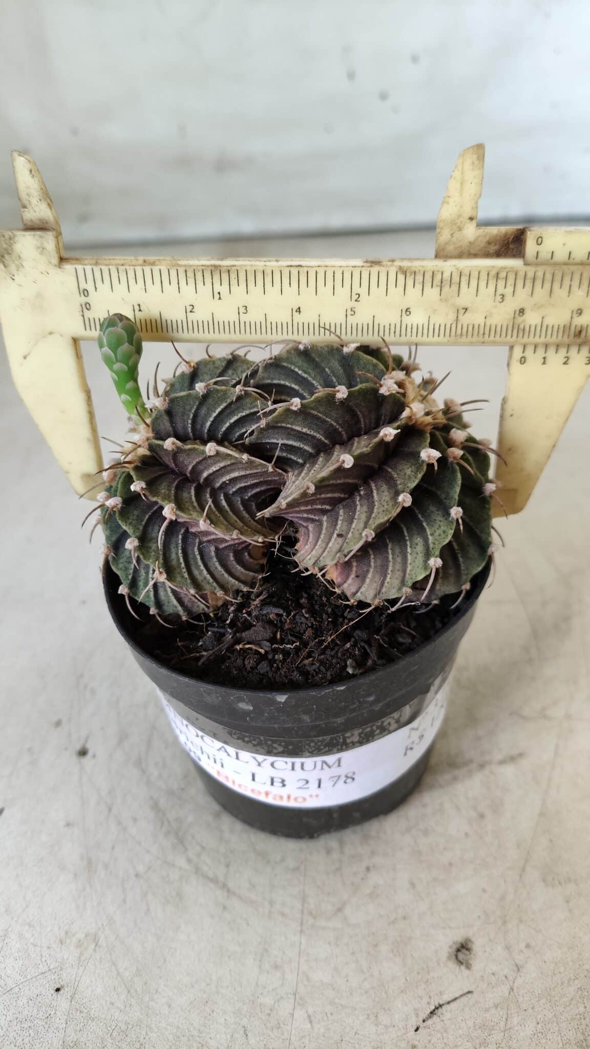 GYMNOCALYCIUM Friedrichii LB 2178 "BICÉFALO" - Nº 375  – vaso 09