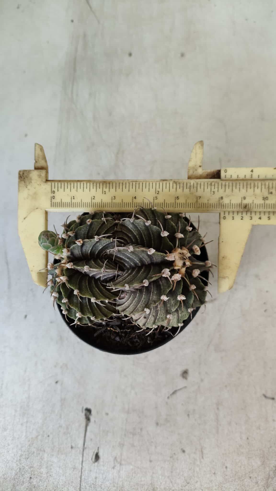 GYMNOCALYCIUM Friedrichii LB 2178 "BICÉFALO" - Nº 375  – vaso 09