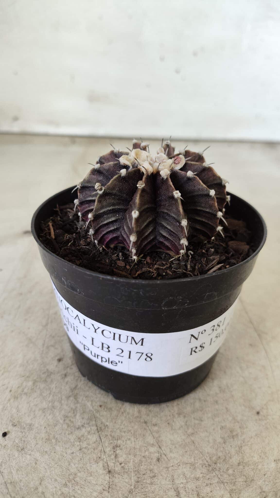 GYMNOCALYCIUM Friedrichii LB 2178 "Purple" - Nº 381 – vaso 09