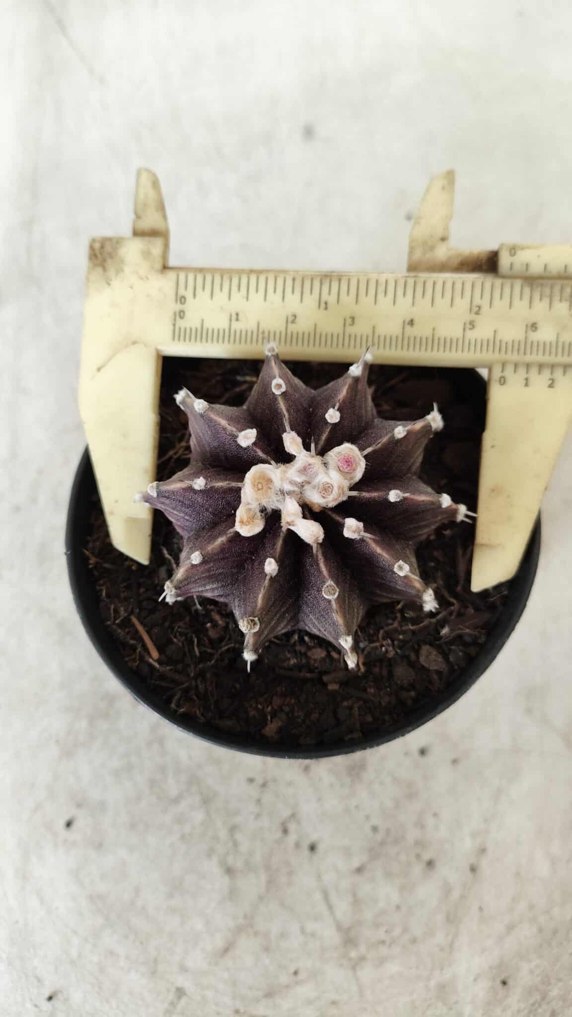 GYMNOCALYCIUM Friedrichii LB 2178 "Purple" - Nº 381 – vaso 09
