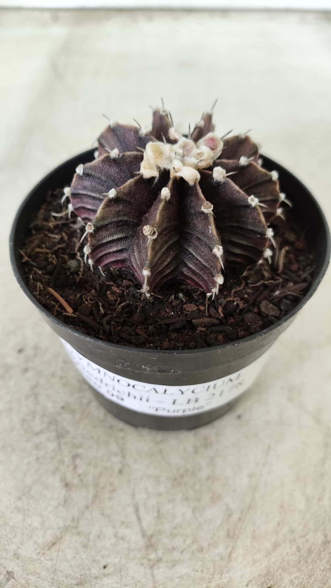 GYMNOCALYCIUM Friedrichii LB 2178 "Purple" - Nº 381 – vaso 09