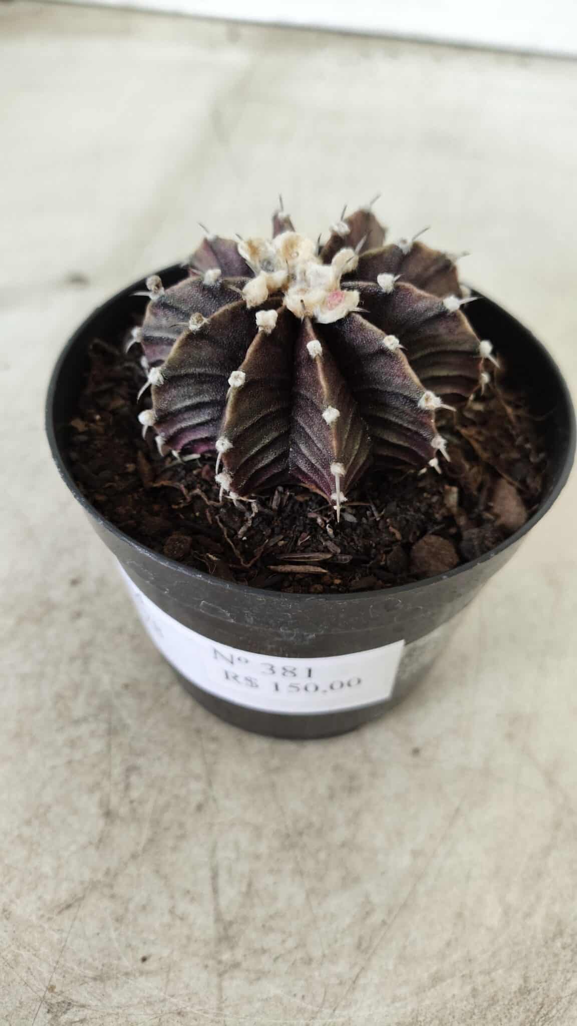 GYMNOCALYCIUM Friedrichii LB 2178 "Purple" - Nº 381 – vaso 09