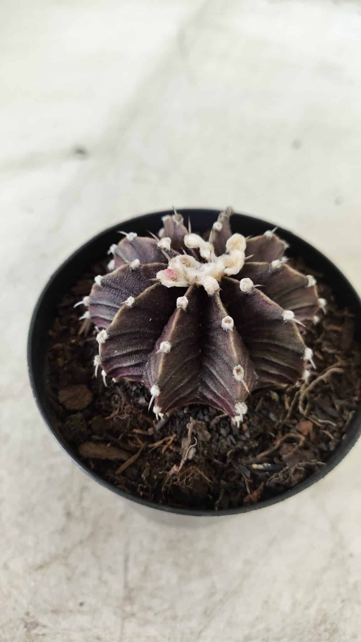 GYMNOCALYCIUM Friedrichii LB 2178 "Purple" - Nº 381 – vaso 09