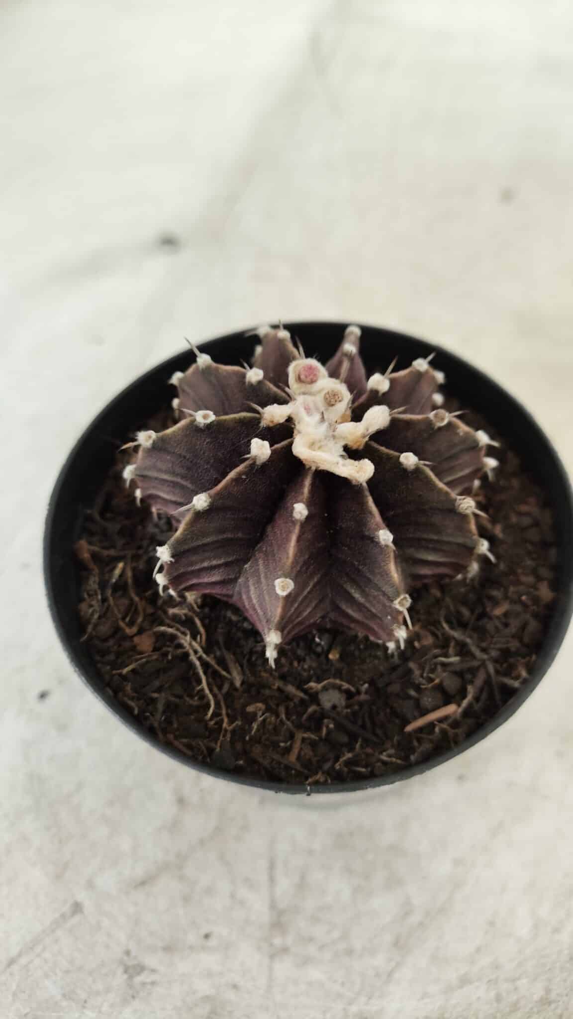 GYMNOCALYCIUM Friedrichii LB 2178 "Purple" - Nº 381 – vaso 09