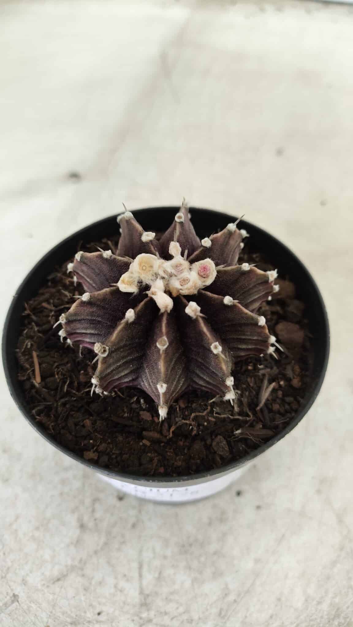 GYMNOCALYCIUM Friedrichii LB 2178 "Purple" - Nº 381 – vaso 09
