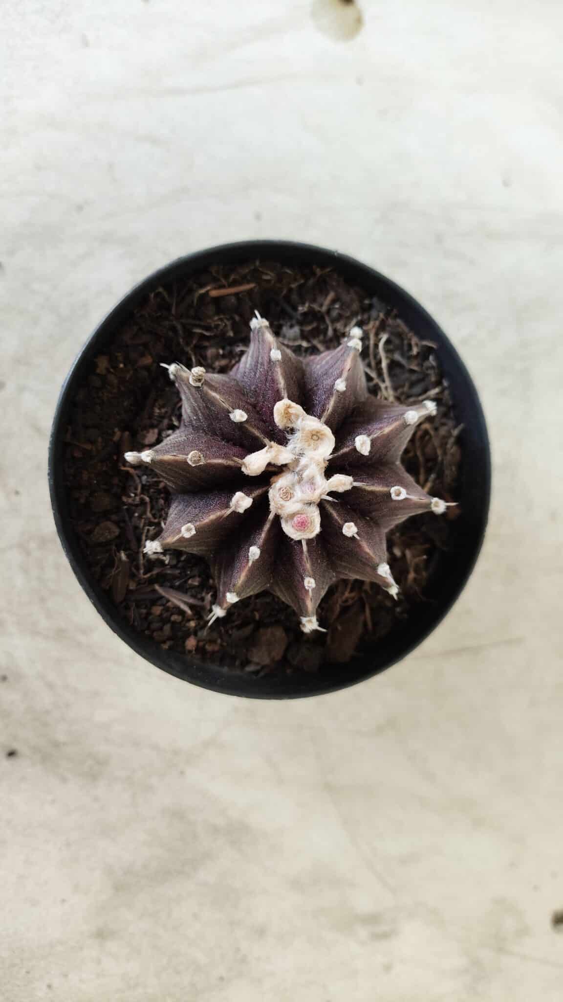 GYMNOCALYCIUM Friedrichii LB 2178 "Purple" - Nº 381 – vaso 09