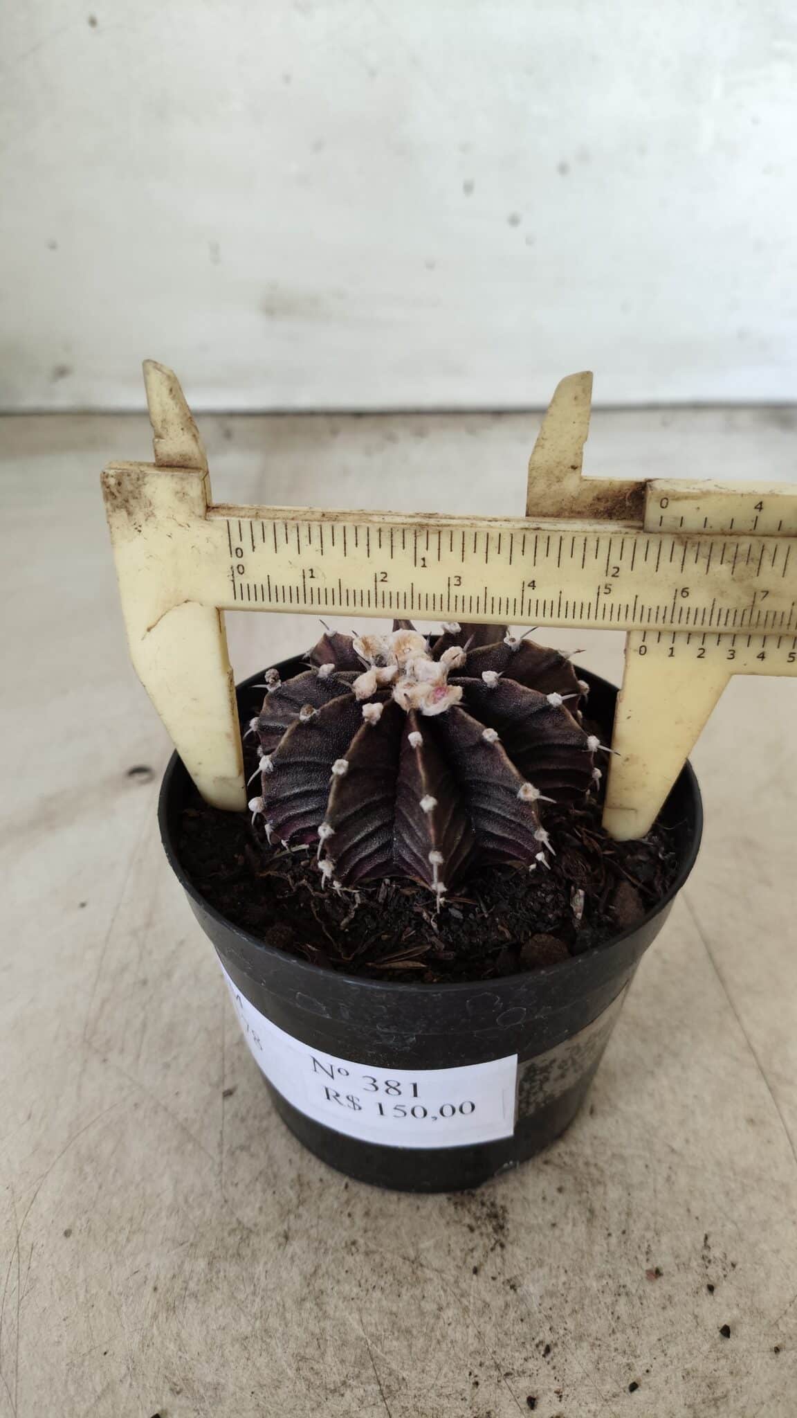 GYMNOCALYCIUM Friedrichii LB 2178 "Purple" - Nº 381 – vaso 09