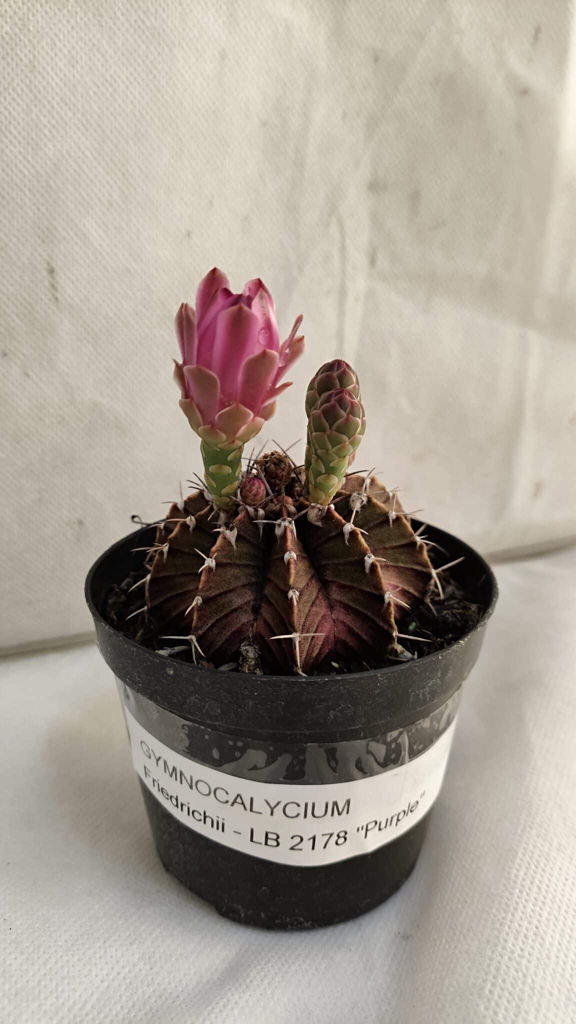 GYMNOCALYCIUM Friedrichii LB 2178 "Purple" - Nº 390 – vaso 09 - foto 2