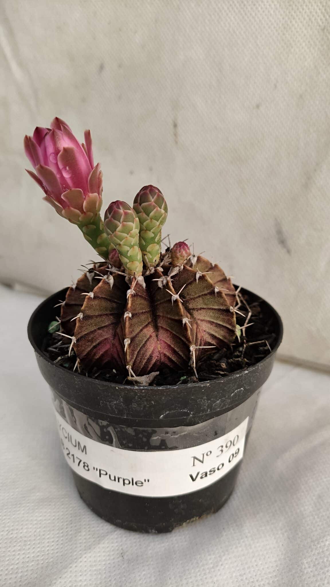 GYMNOCALYCIUM Friedrichii LB 2178 "Purple" - Nº 390 – vaso 09 - foto 6