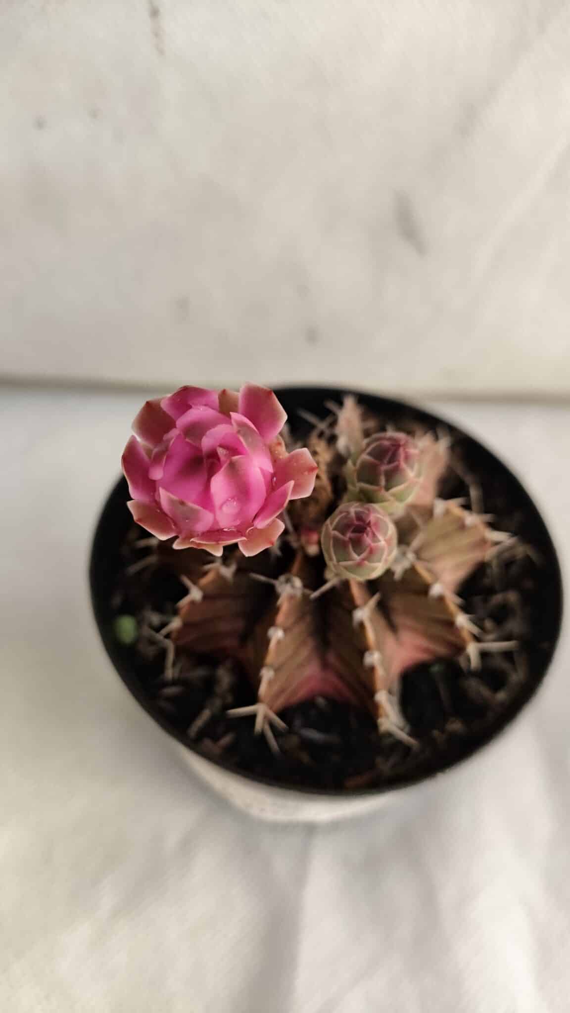 GYMNOCALYCIUM Friedrichii LB 2178 "Purple" - Nº 390 – vaso 09 - foto 3
