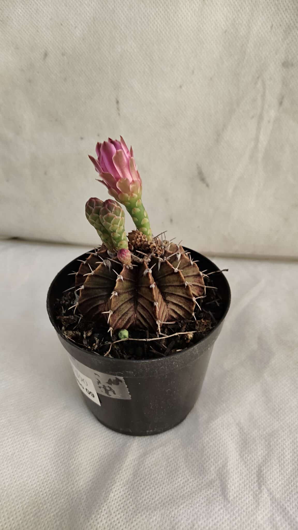 GYMNOCALYCIUM Friedrichii LB 2178 "Purple" - Nº 390 – vaso 09 - foto 5