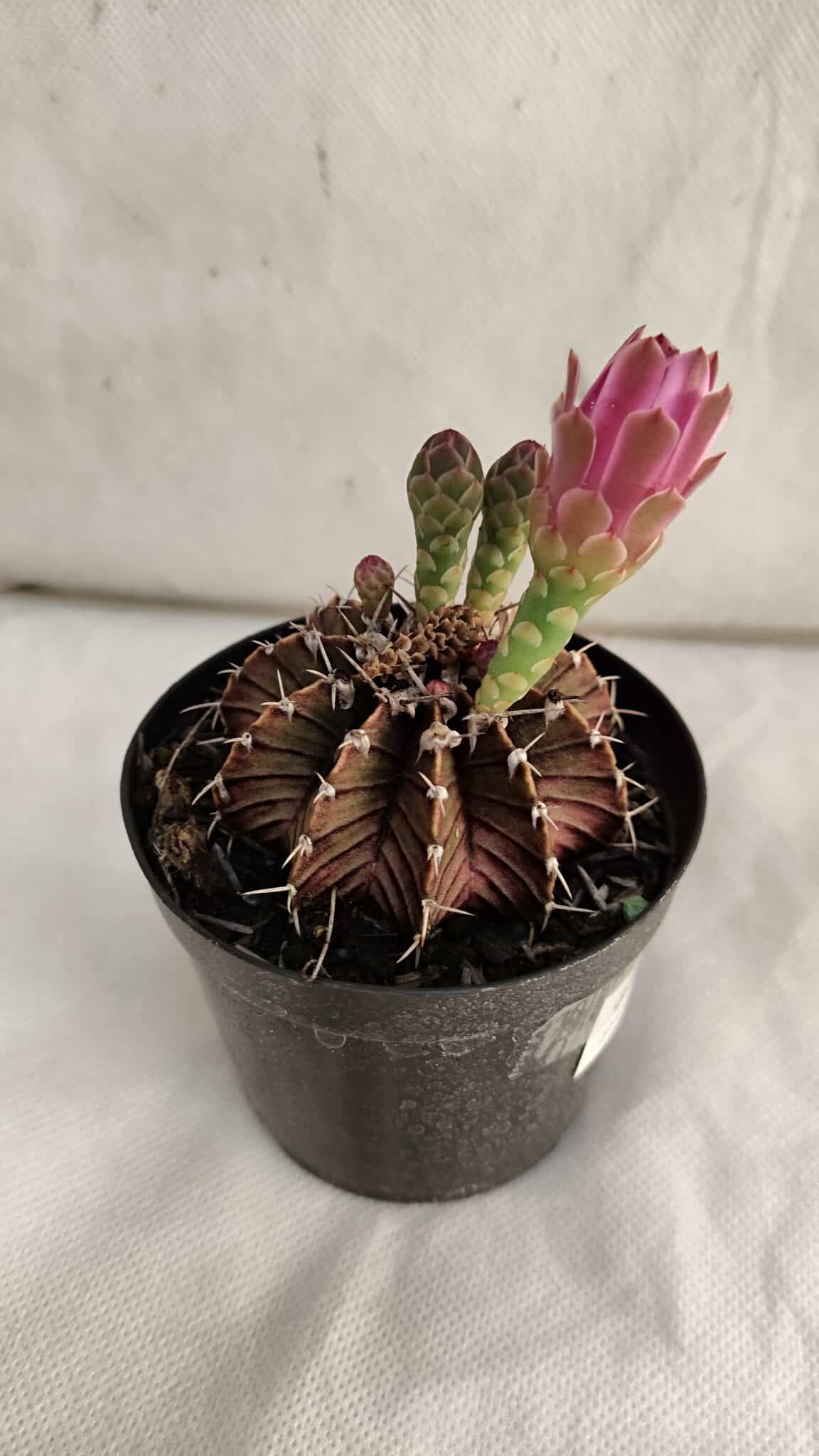 GYMNOCALYCIUM Friedrichii LB 2178 "Purple" - Nº 390 – vaso 09 - foto 4