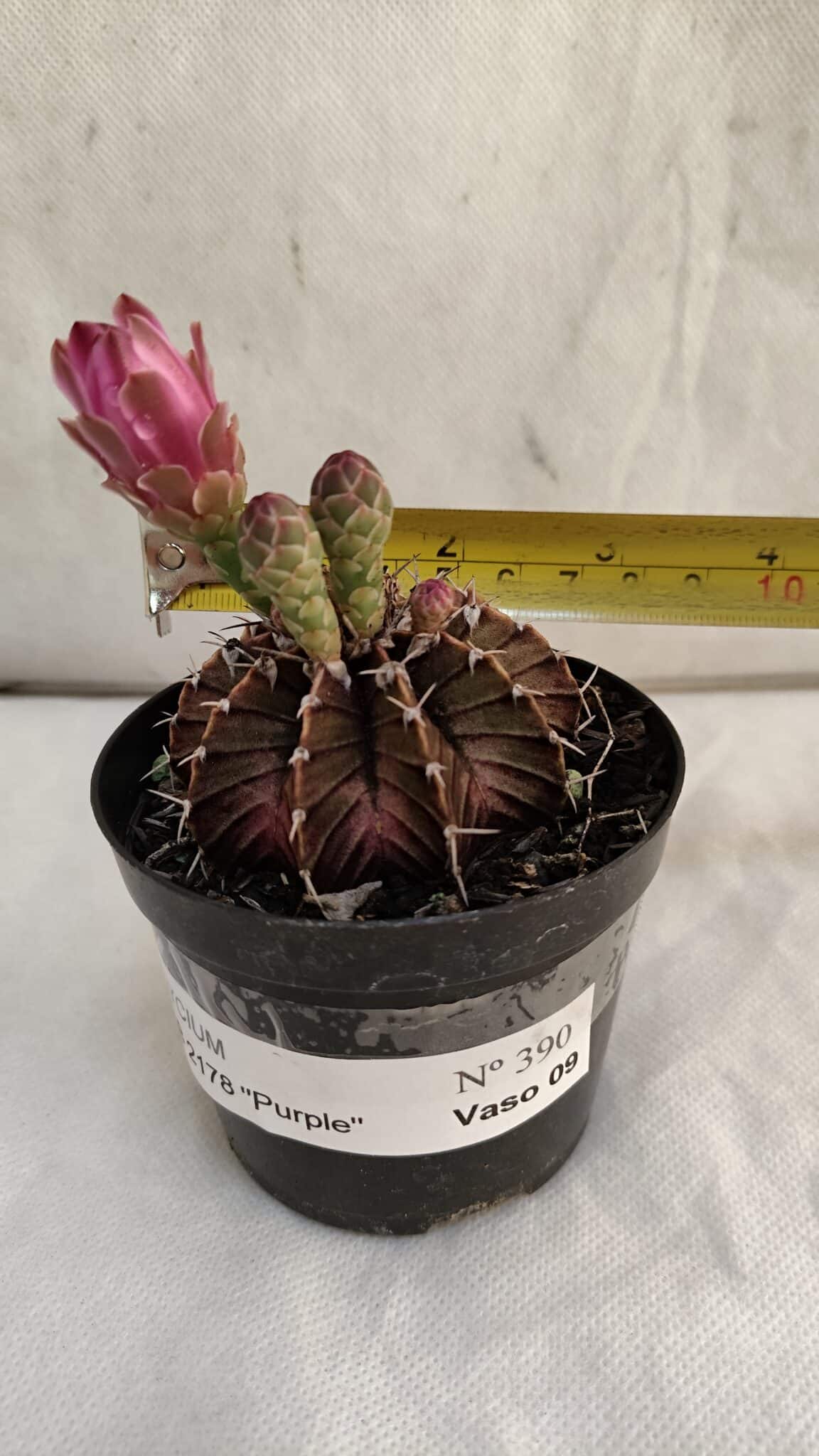 GYMNOCALYCIUM Friedrichii LB 2178 "Purple" - Nº 390 – vaso 09 - foto 7