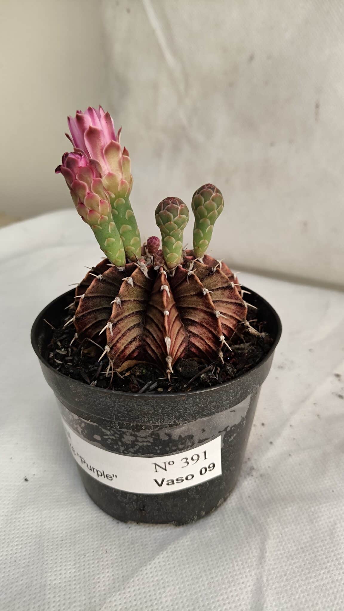 GYMNOCALYCIUM Friedrichii LB 2178 "Purple" - Nº 391 – vaso 09 - foto 2