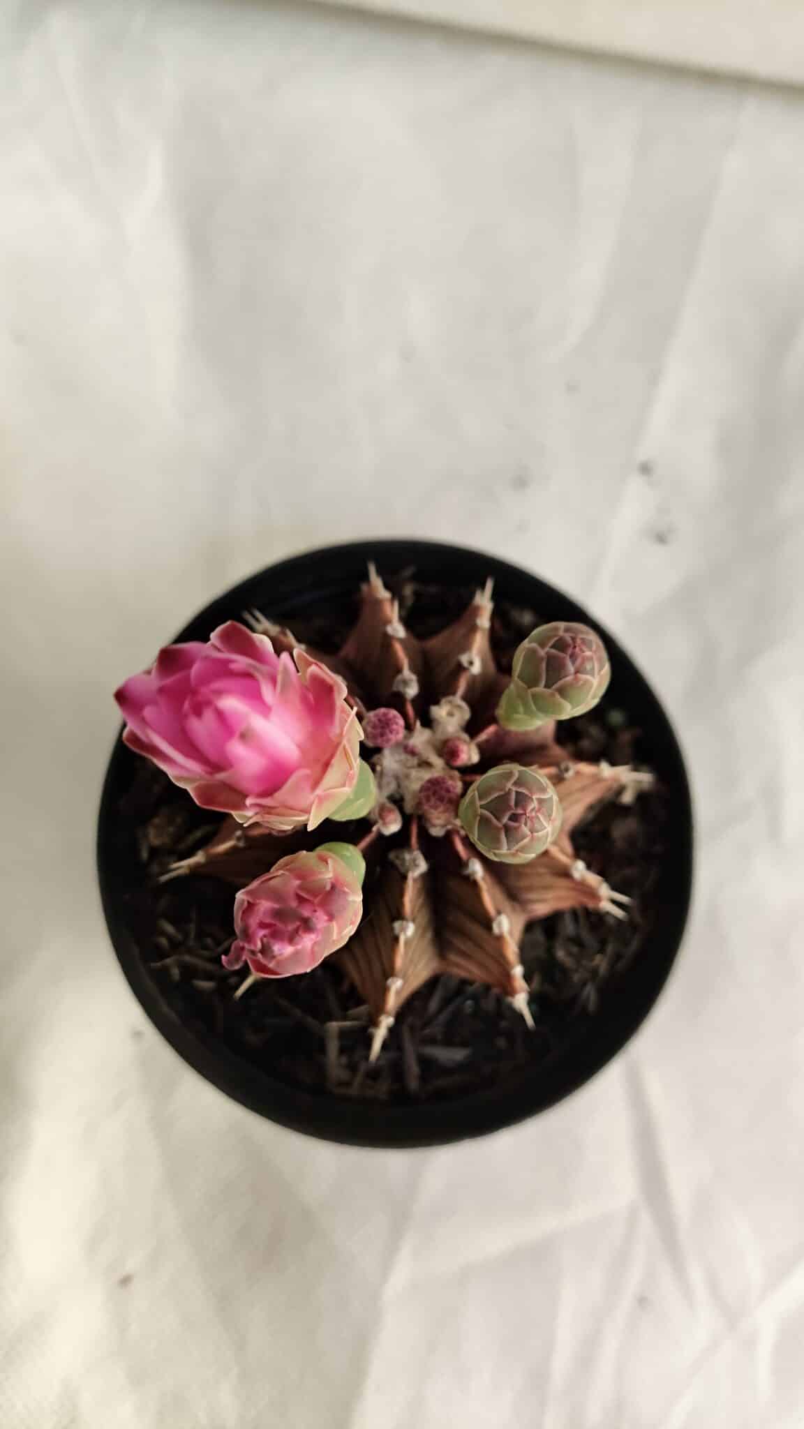 GYMNOCALYCIUM Friedrichii LB 2178 "Purple" - Nº 391 – vaso 09 - foto 3