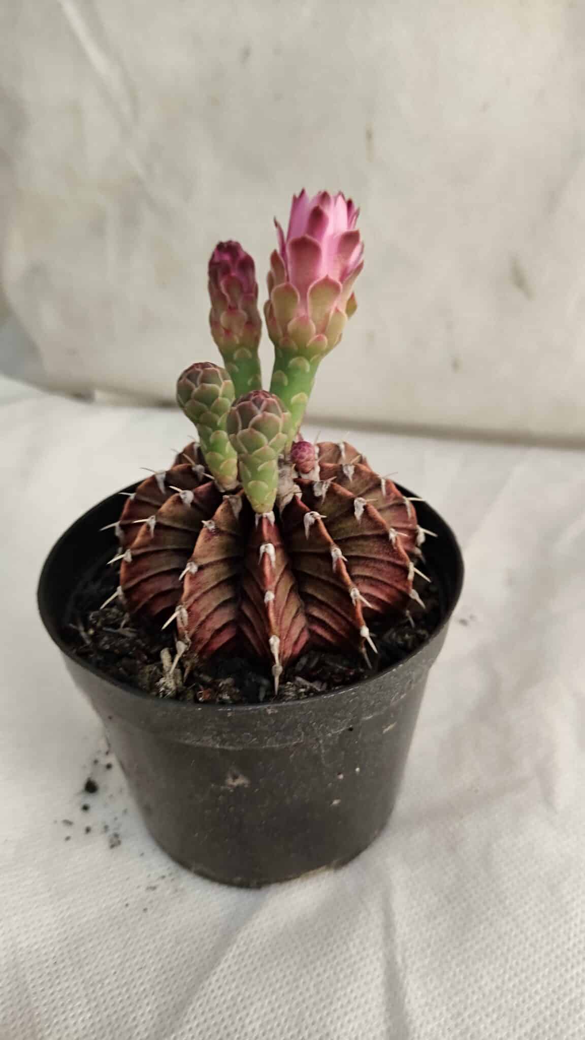 GYMNOCALYCIUM Friedrichii LB 2178 "Purple" - Nº 391 – vaso 09 - foto 6
