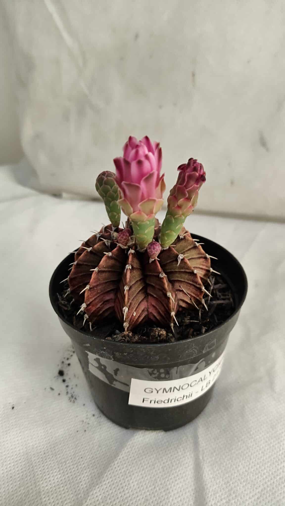 GYMNOCALYCIUM Friedrichii LB 2178 "Purple" - Nº 391 – vaso 09 - foto 5
