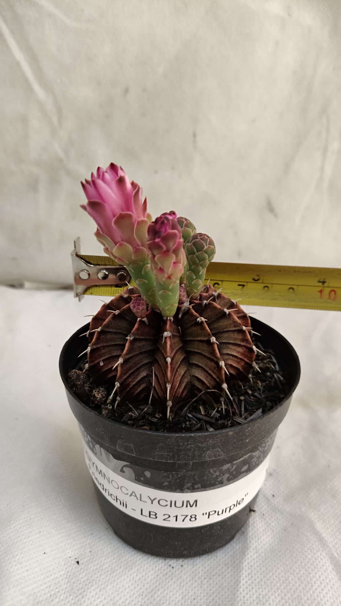 GYMNOCALYCIUM Friedrichii LB 2178 "Purple" - Nº 391 – vaso 09 - foto 4