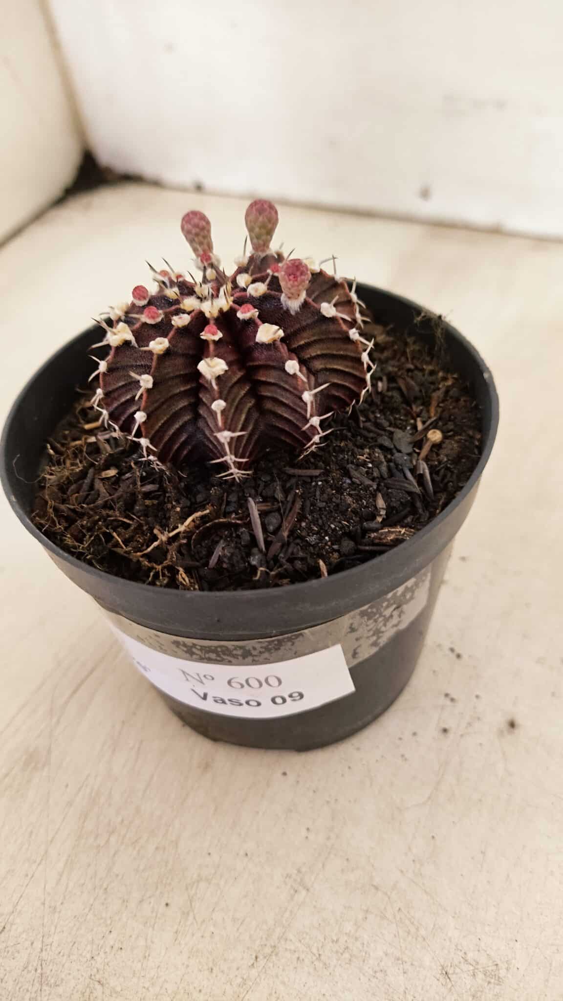 GYMNOCALYCIUM Friedrichii LB 2178 "Purple" - Nº 600 – vaso 09 - foto 9