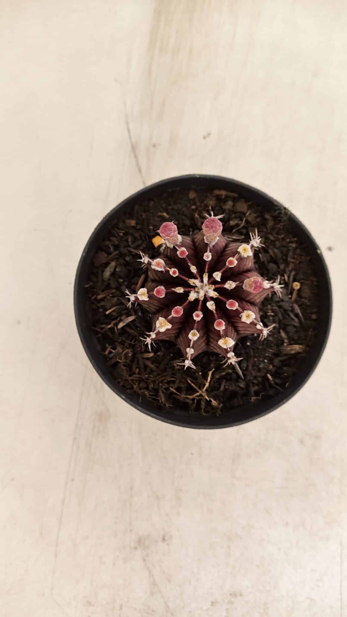 GYMNOCALYCIUM Friedrichii LB 2178 "Purple" - Nº 600 – vaso 09 - foto 3