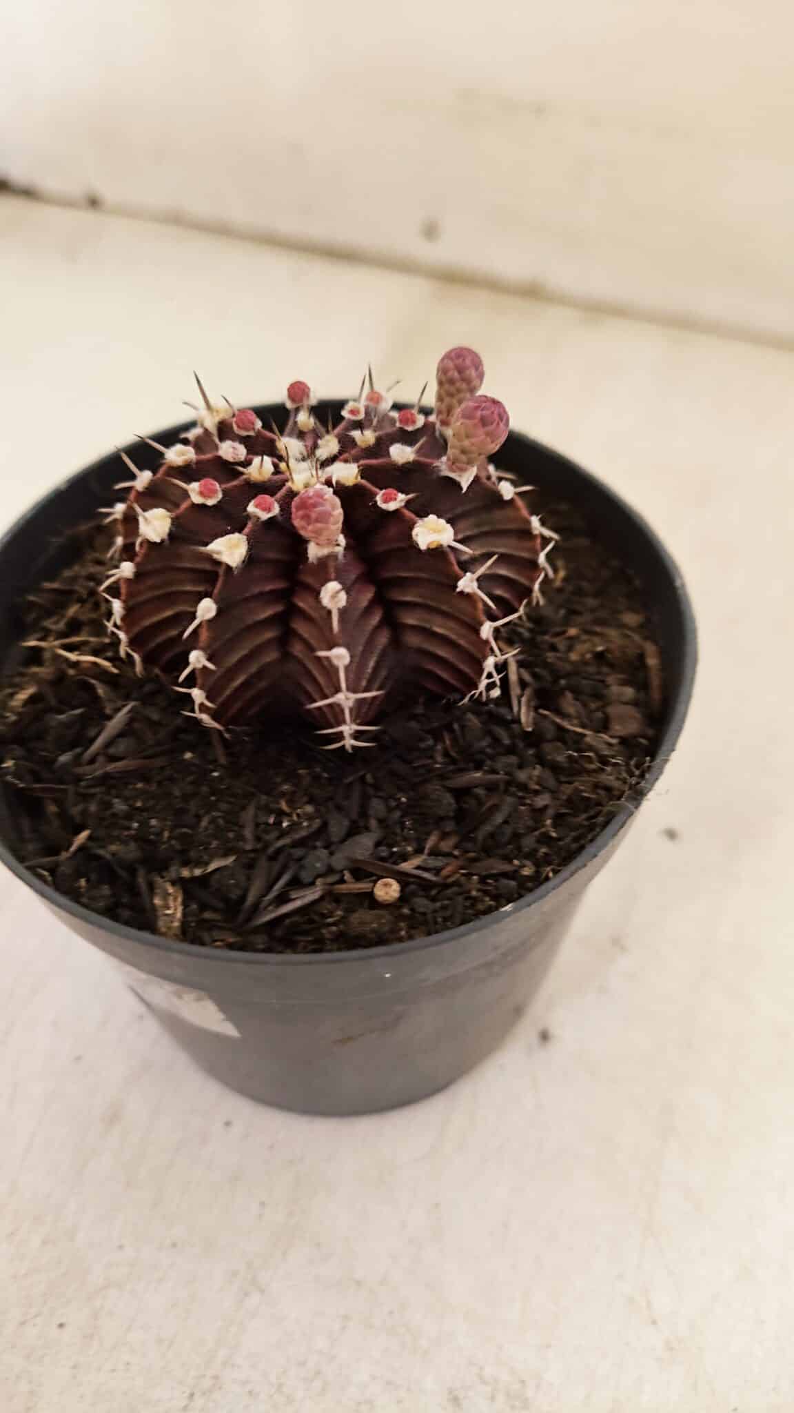 GYMNOCALYCIUM Friedrichii LB 2178 "Purple" - Nº 600 – vaso 09 - foto 8