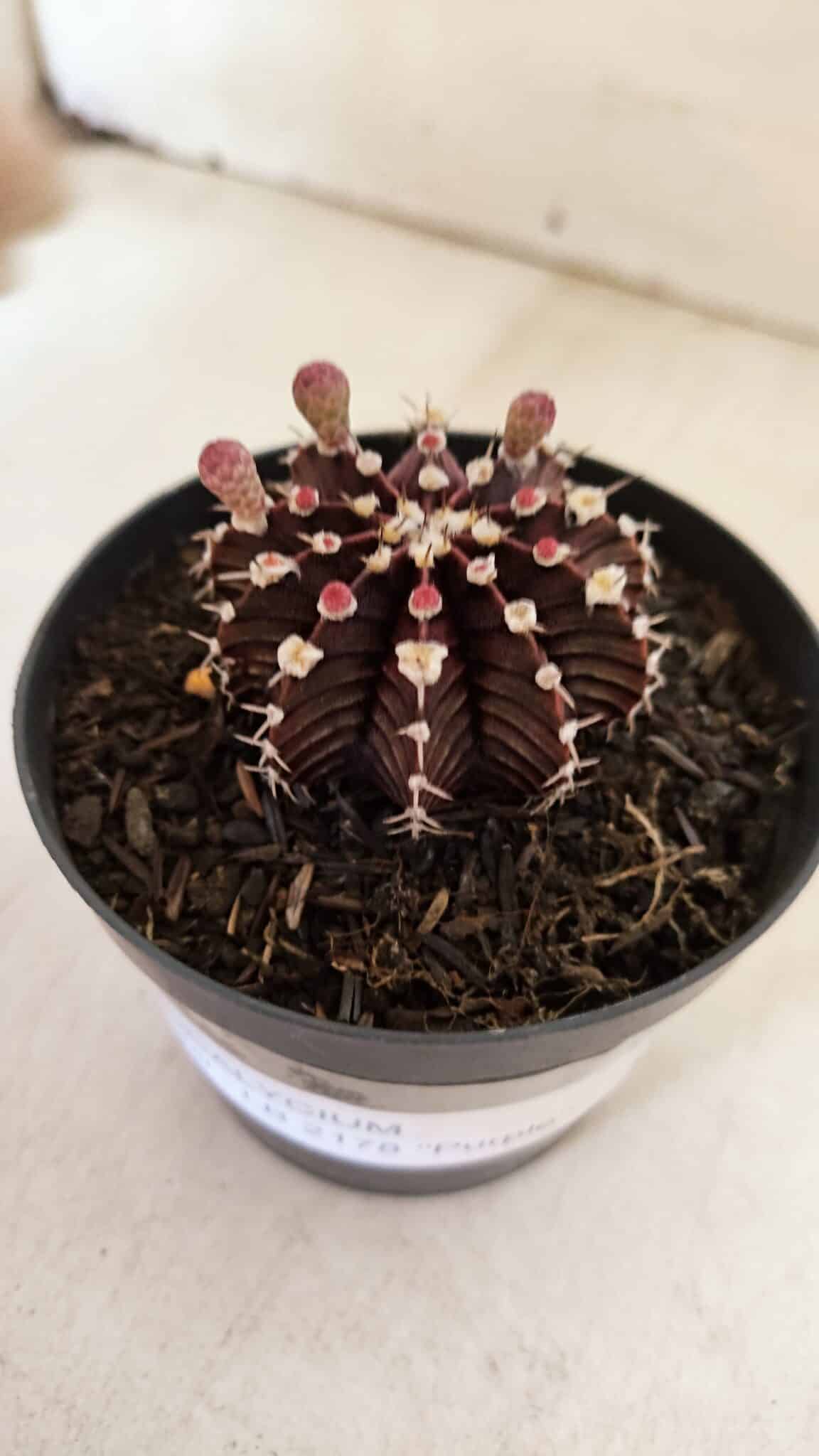 GYMNOCALYCIUM Friedrichii LB 2178 "Purple" - Nº 600 – vaso 09 - foto 5