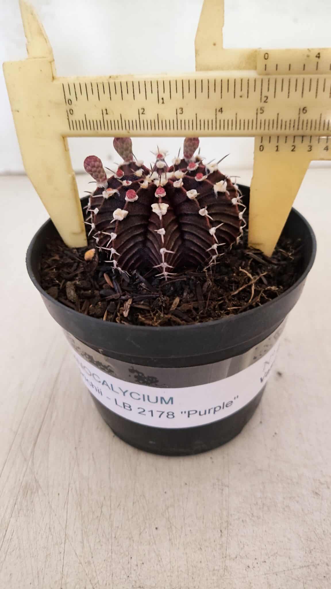 GYMNOCALYCIUM Friedrichii LB 2178 "Purple" - Nº 600 – vaso 09 - foto 4
