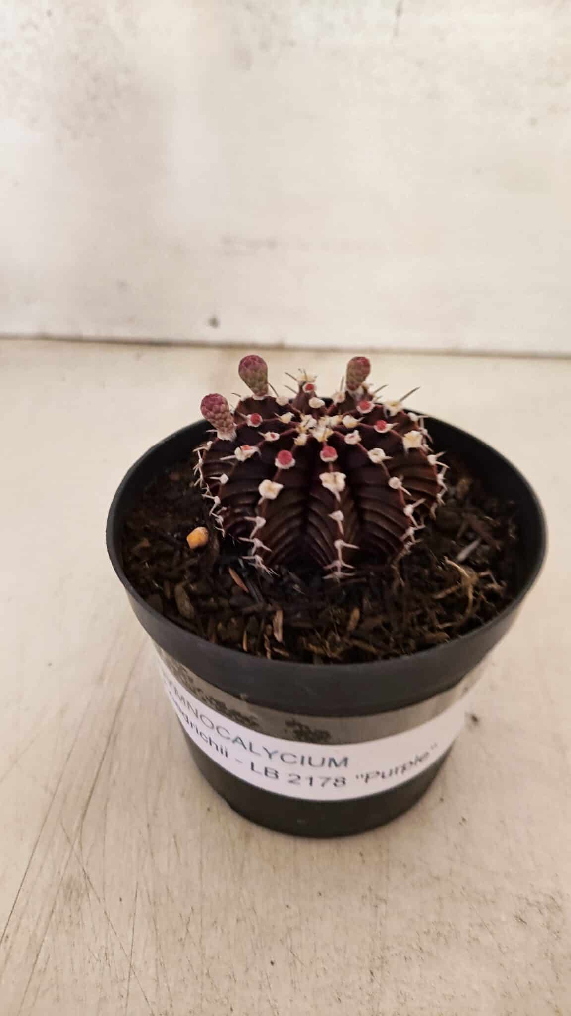 GYMNOCALYCIUM Friedrichii LB 2178 "Purple" - Nº 600 – vaso 09 - foto 7