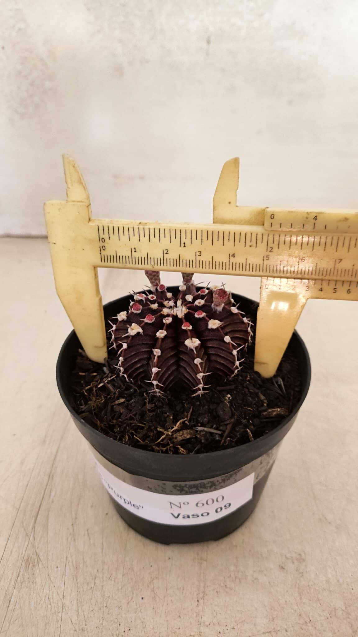 GYMNOCALYCIUM Friedrichii LB 2178 "Purple" - Nº 600 – vaso 09 - foto 6