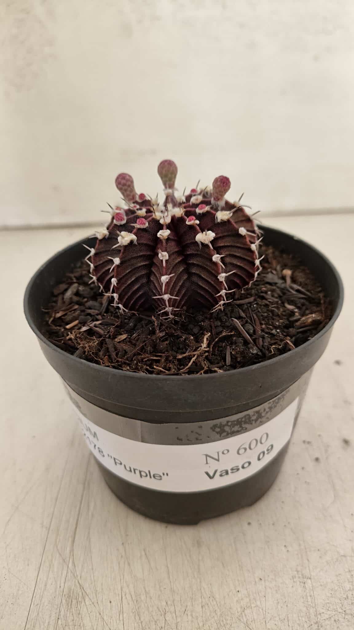 GYMNOCALYCIUM Friedrichii LB 2178 "Purple" - Nº 600 – vaso 09 - foto 2