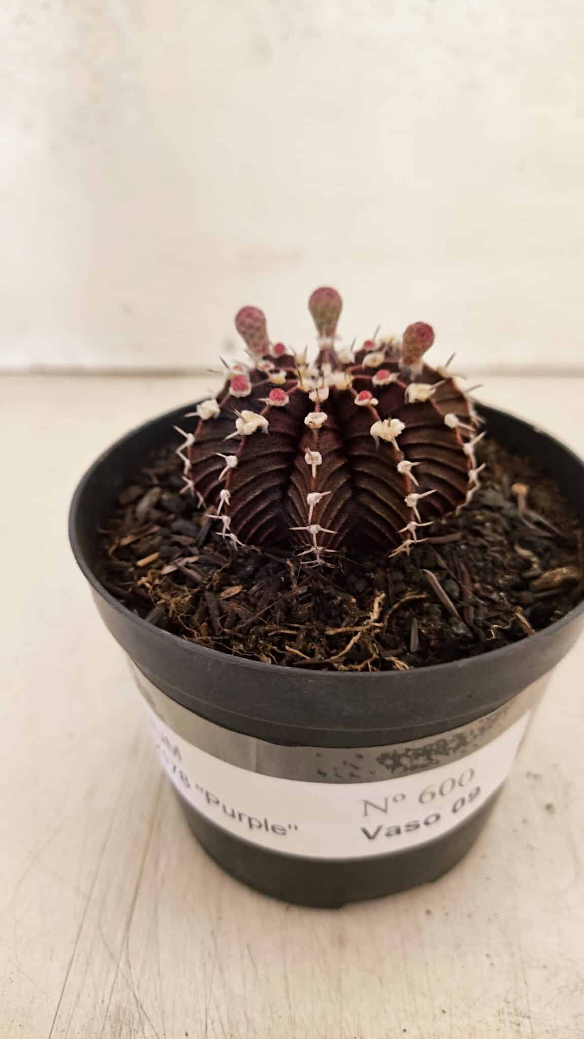 GYMNOCALYCIUM Friedrichii LB 2178 "Purple" - Nº 600 – vaso 09 - foto 10