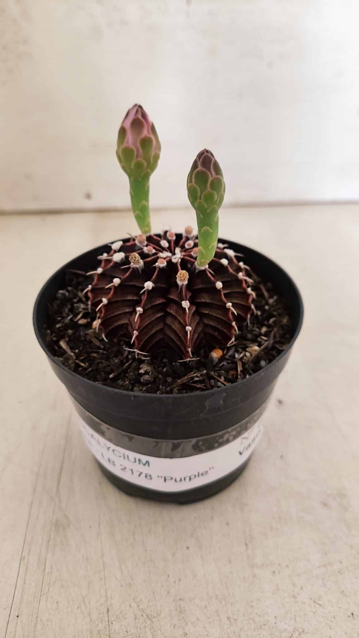 GYMNOCALYCIUM Friedrichii LB 2178 "Purple" - Nº 601 – vaso 09 - foto 2