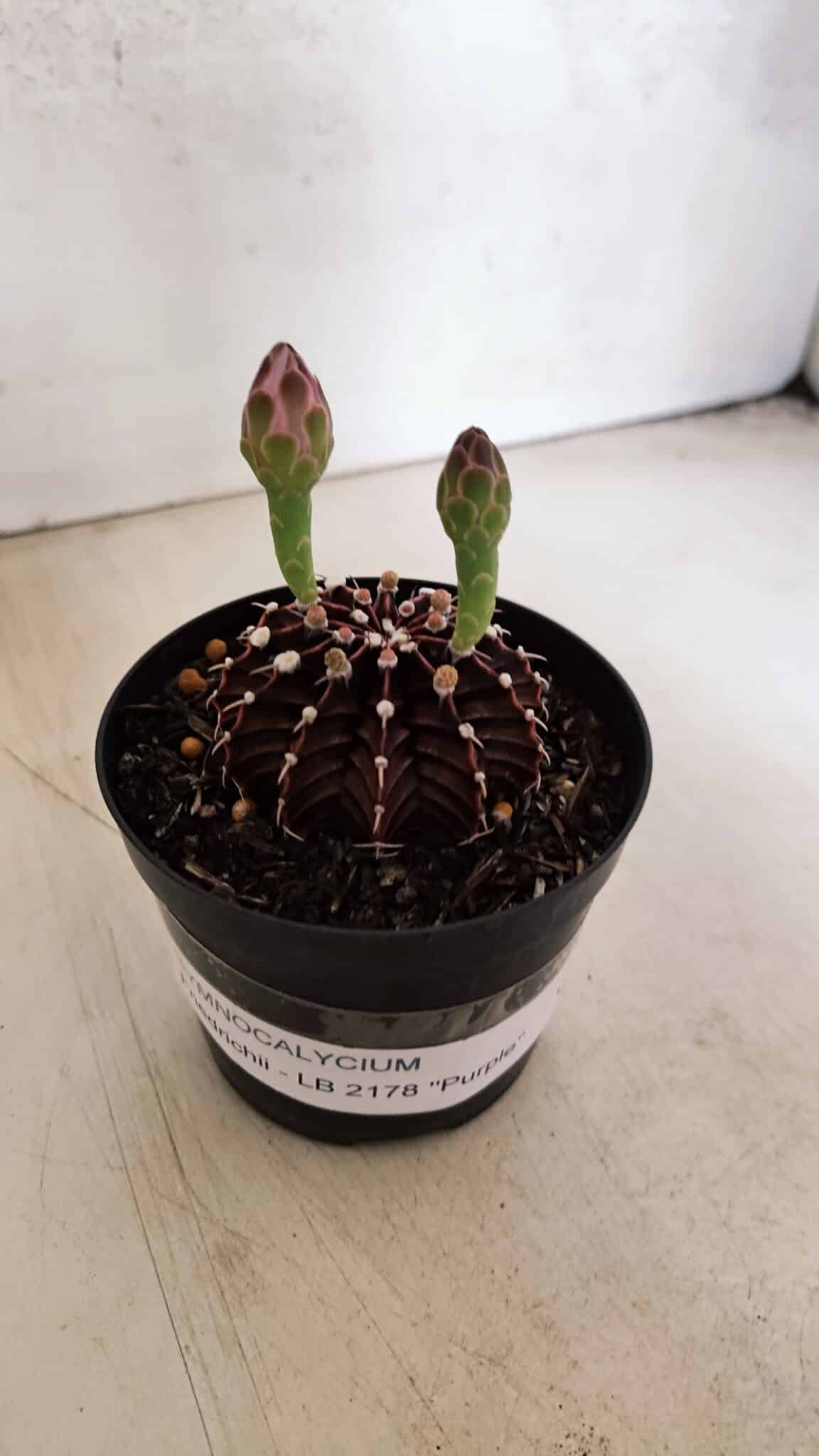 GYMNOCALYCIUM Friedrichii LB 2178 "Purple" - Nº 601 – vaso 09 - foto 9