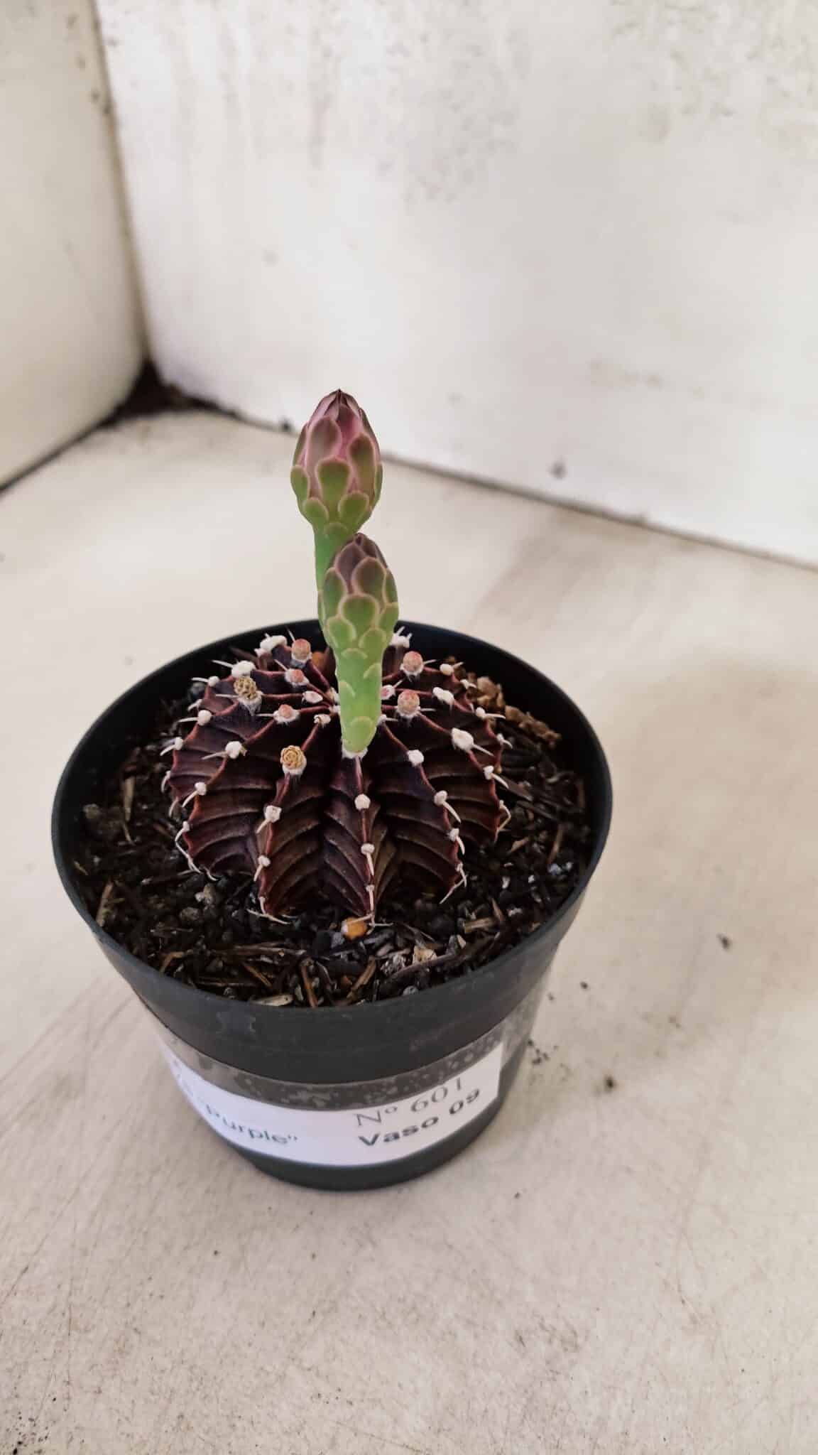 GYMNOCALYCIUM Friedrichii LB 2178 "Purple" - Nº 601 – vaso 09 - foto 8