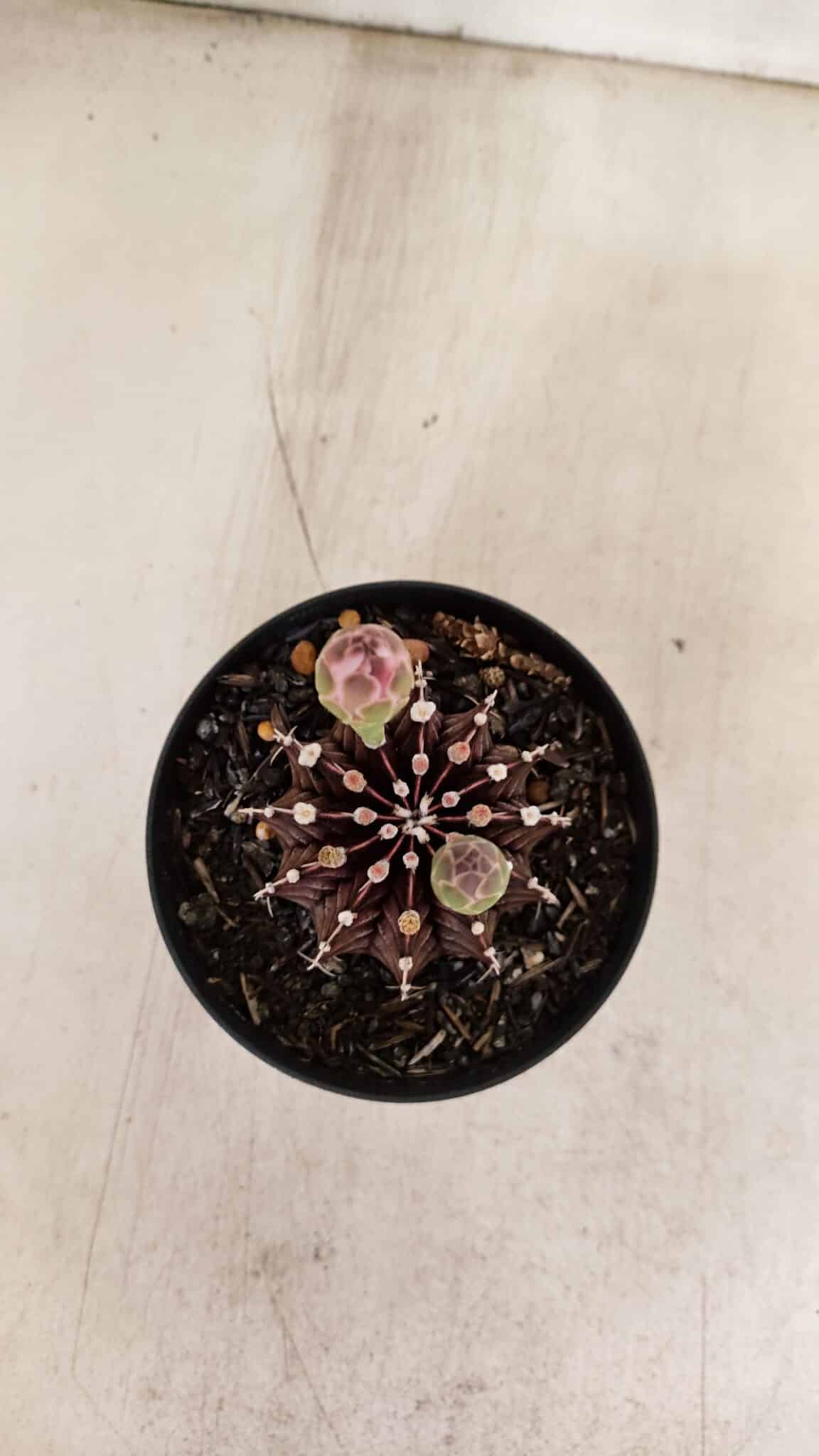 GYMNOCALYCIUM Friedrichii LB 2178 "Purple" - Nº 601 – vaso 09 - foto 3