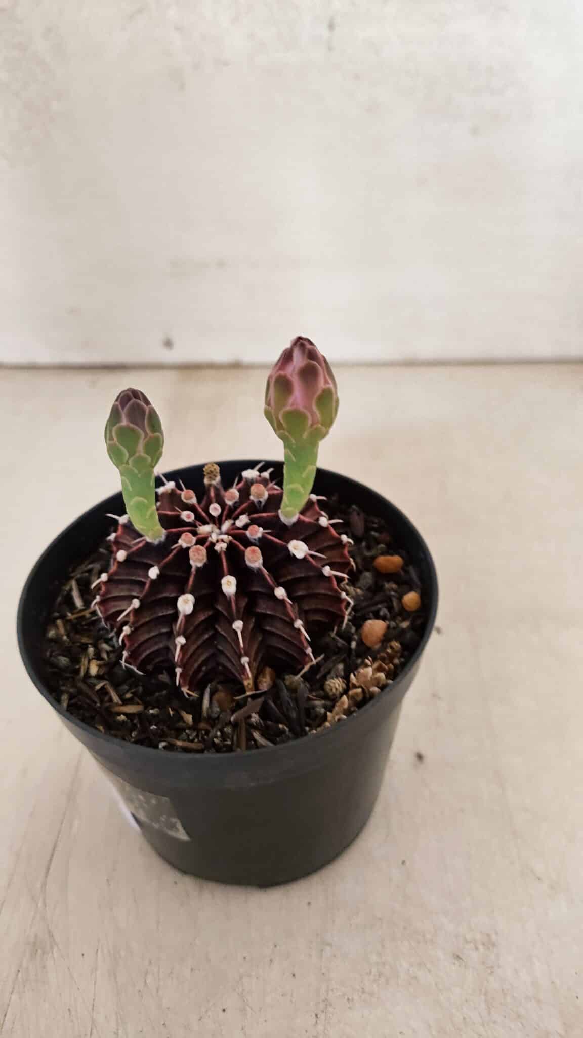 GYMNOCALYCIUM Friedrichii LB 2178 "Purple" - Nº 601 – vaso 09 - foto 7