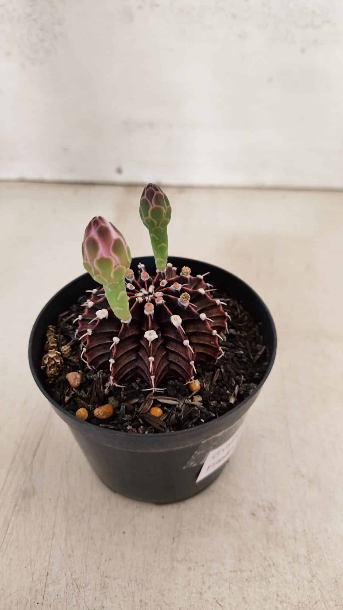 GYMNOCALYCIUM Friedrichii LB 2178 "Purple" - Nº 601 – vaso 09 - foto 5