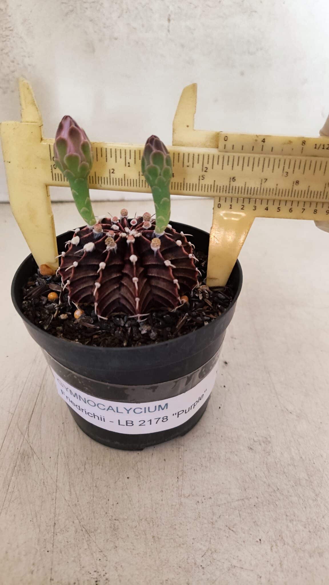GYMNOCALYCIUM Friedrichii LB 2178 "Purple" - Nº 601 – vaso 09 - foto 6