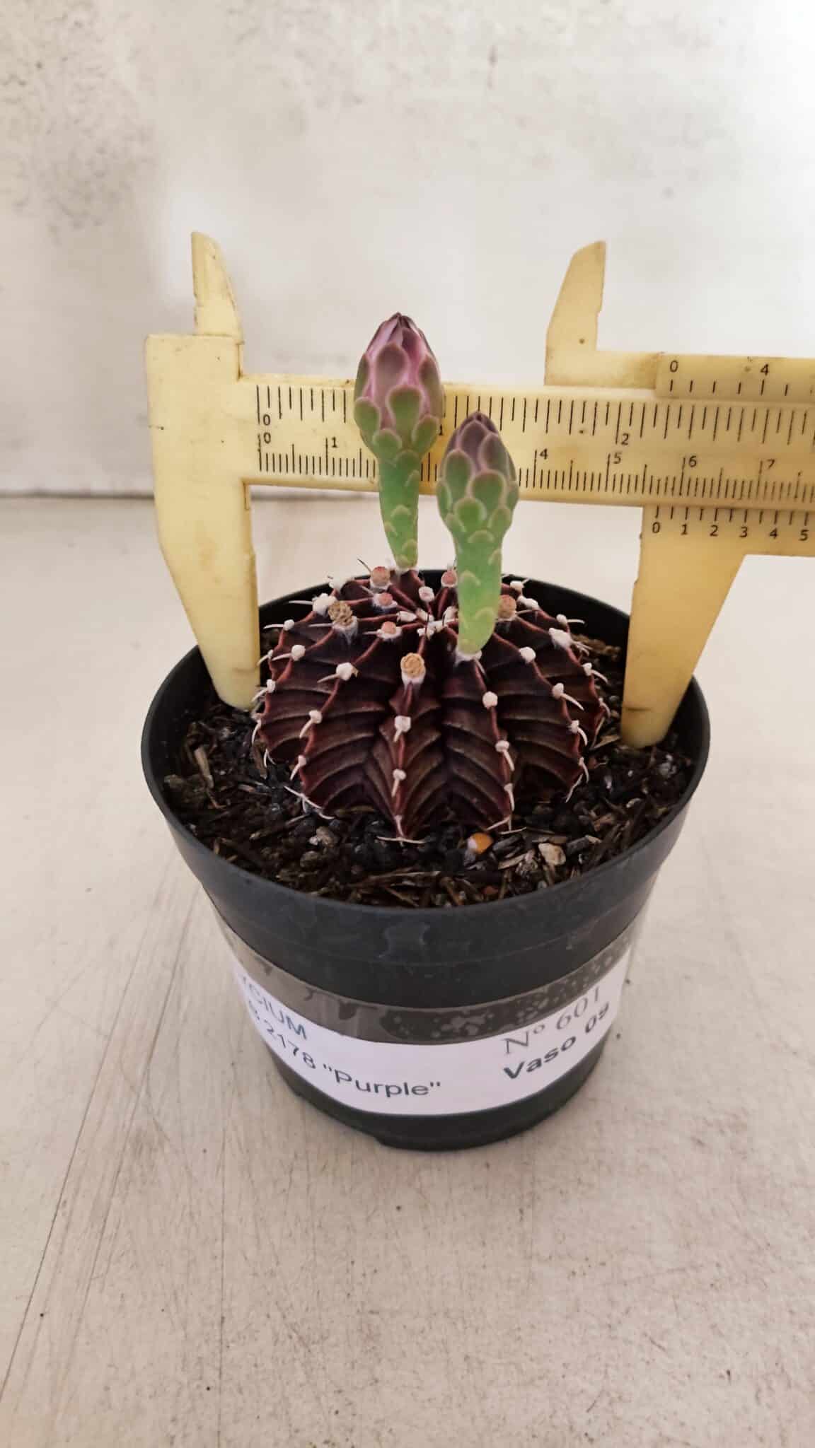 GYMNOCALYCIUM Friedrichii LB 2178 "Purple" - Nº 601 – vaso 09 - foto 4