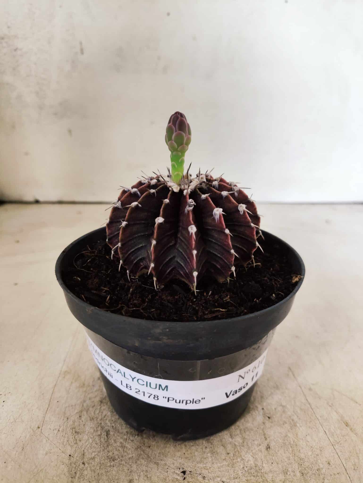 GYMNOCALYCIUM Friedrichii LB 2178 "Purple" - Nº 610 – vaso 11 - foto 2