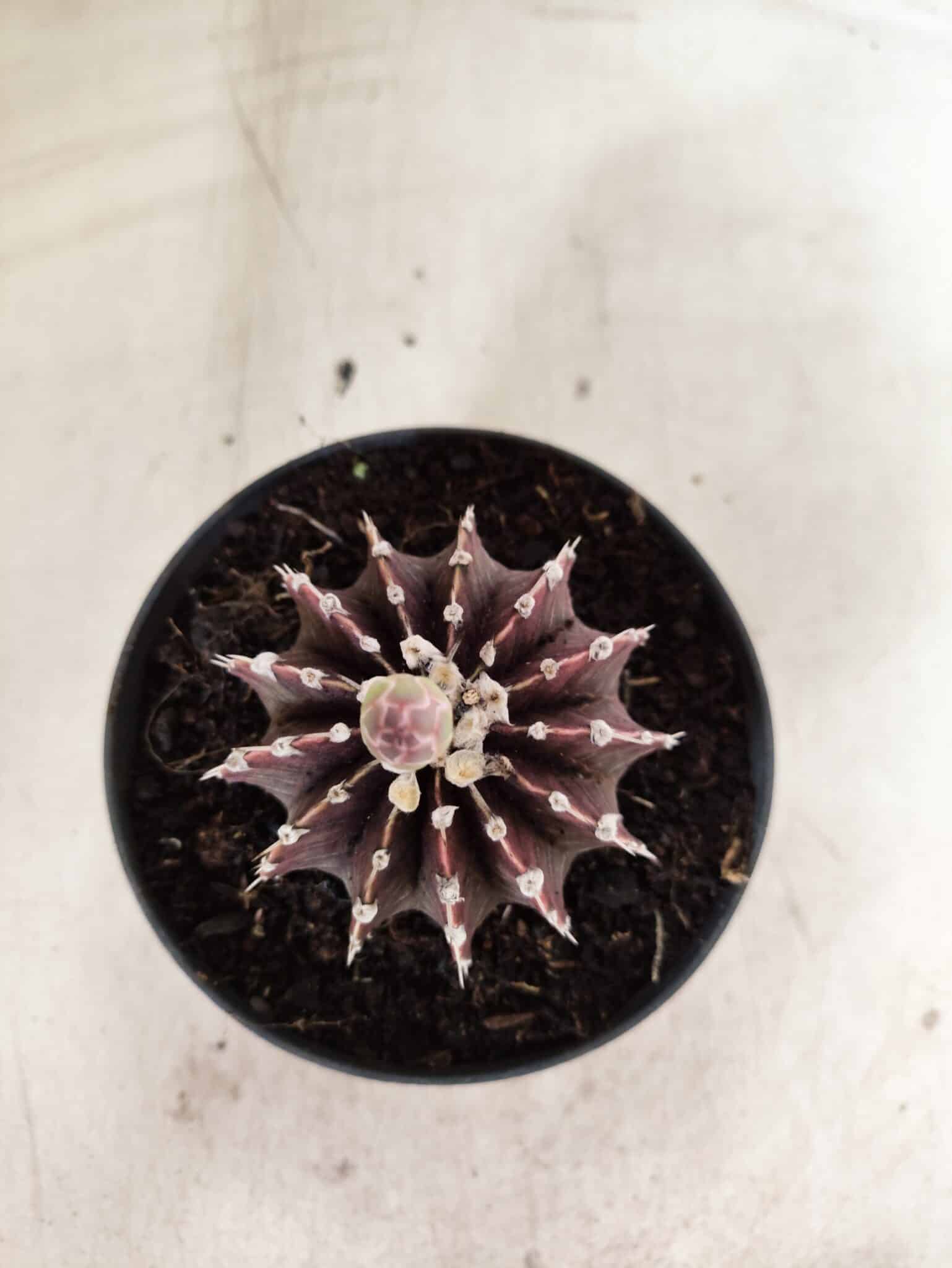 GYMNOCALYCIUM Friedrichii LB 2178 "Purple" - Nº 610 – vaso 11 - foto 3